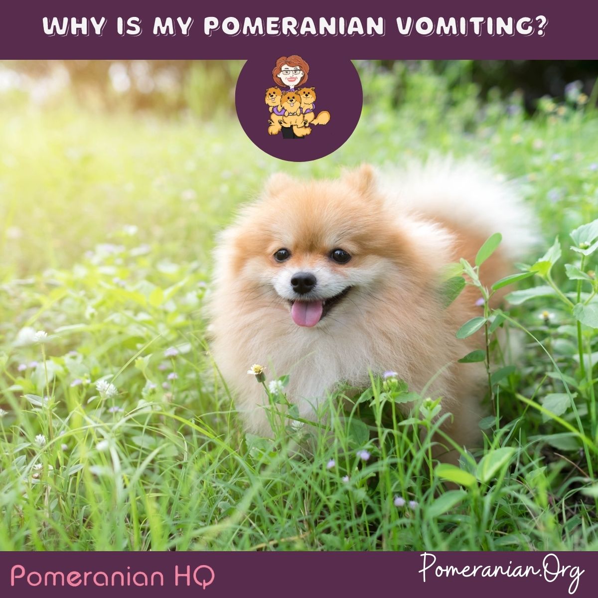 Why Is My Pomeranian Vomiting?