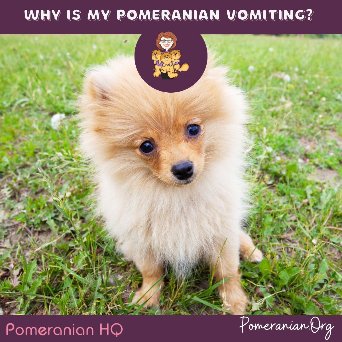 Why Is My Pomeranian Vomiting?