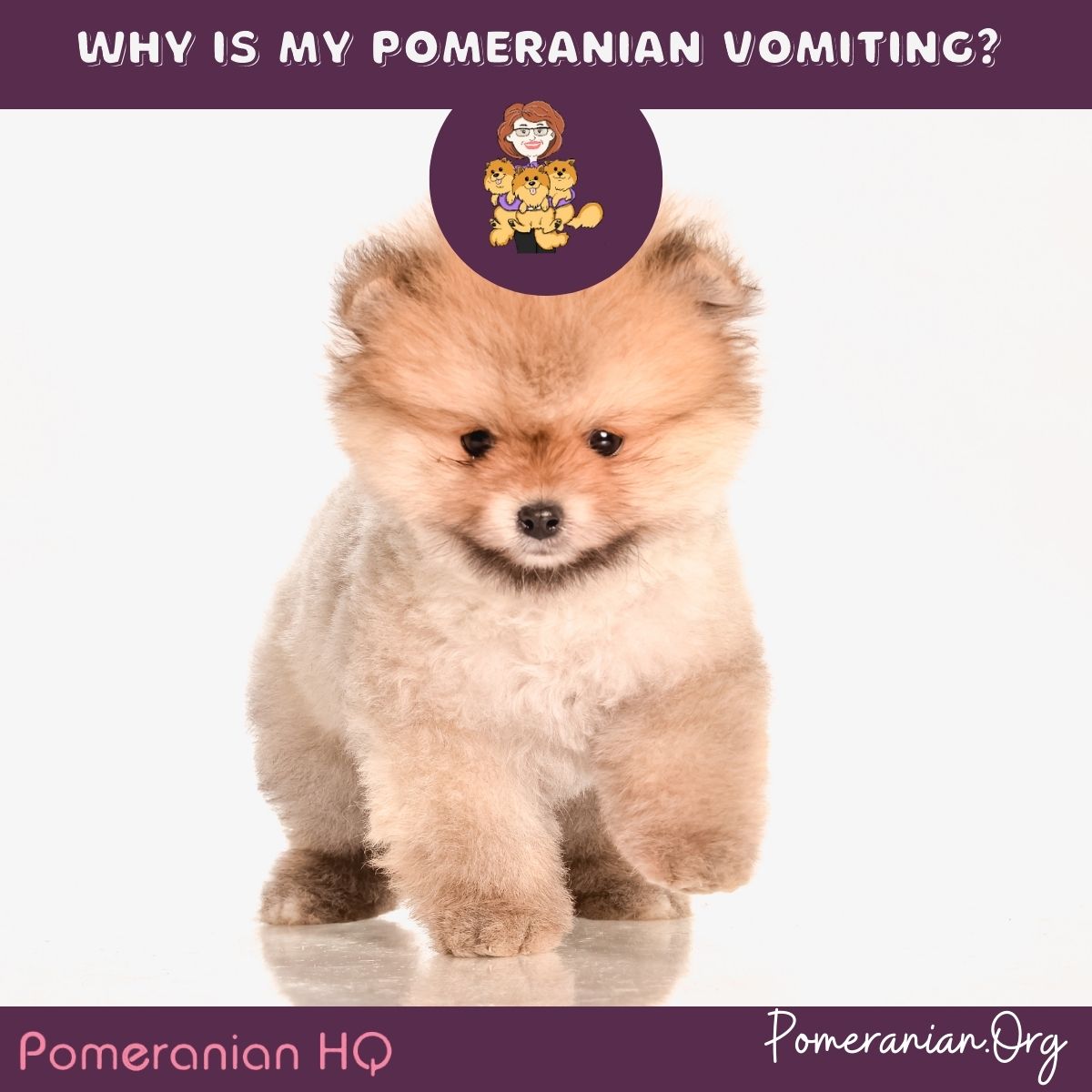 Why Is My Pomeranian Vomiting?