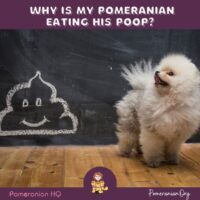 why is my pomeranian eating his poop