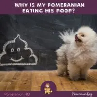 why is my pomeranian eating his poop