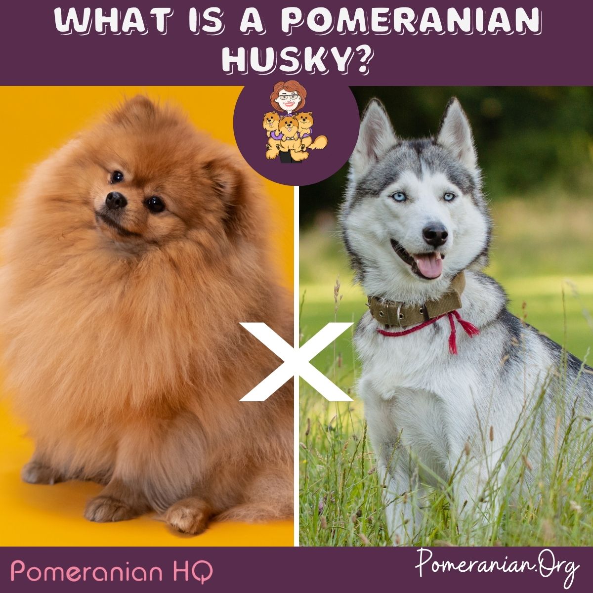 Pomeranian sales husky orange