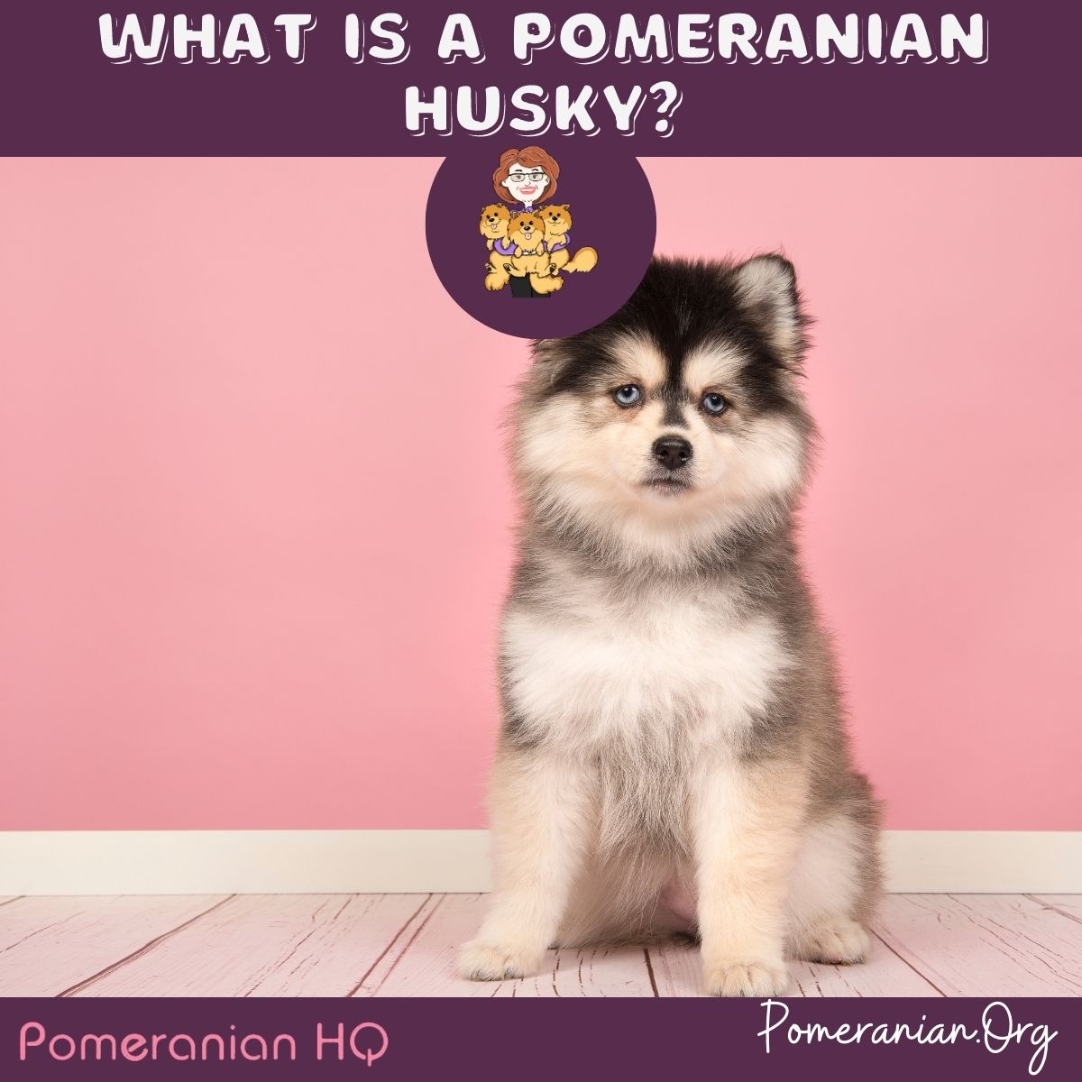 Pomeranian deals husky puppy