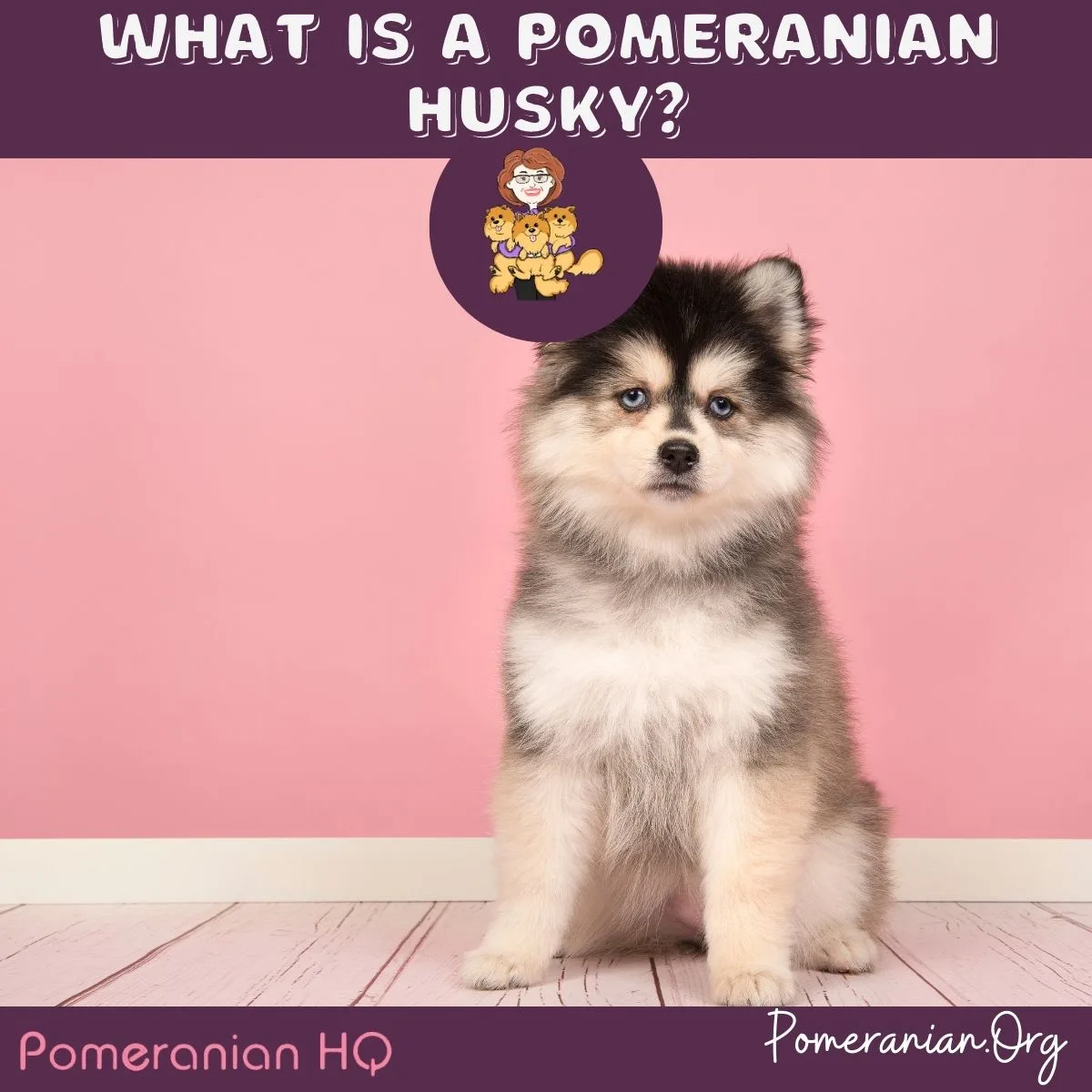 are pomeranian huskies mean