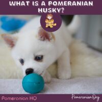 Pomeranian Mix