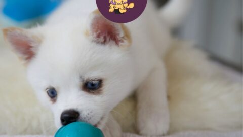 Pomsky (Pomeranian Husky Mix): Complete Guide to the Pomsky Dog