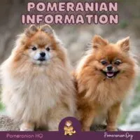 Pomeranian Information