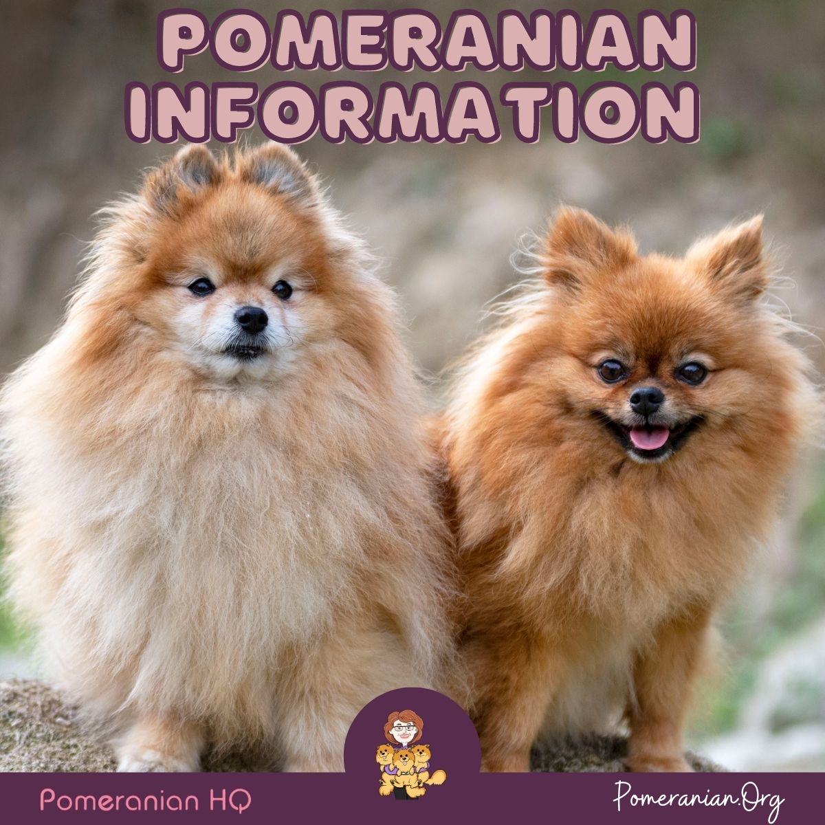 are pomeranians descendants of foxes