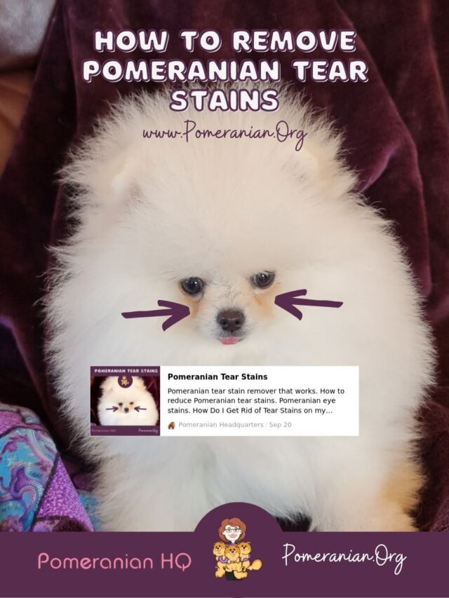 How to Remove Pomeranian Tear Stains