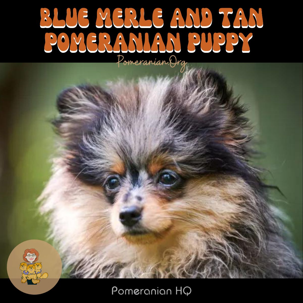 Orange shop merle pomeranian