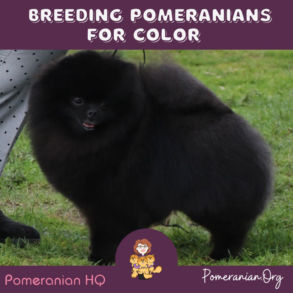 Breeding Pomeranians for Color