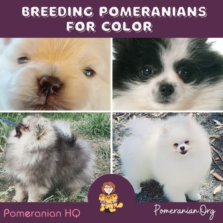 Breeding Pomeranians for Color &