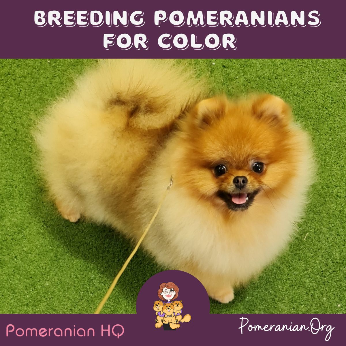 Orange Pomeranian Puppy