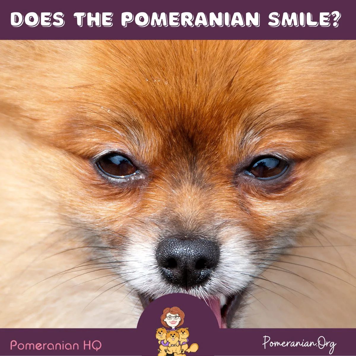 Pomeranian Smile
