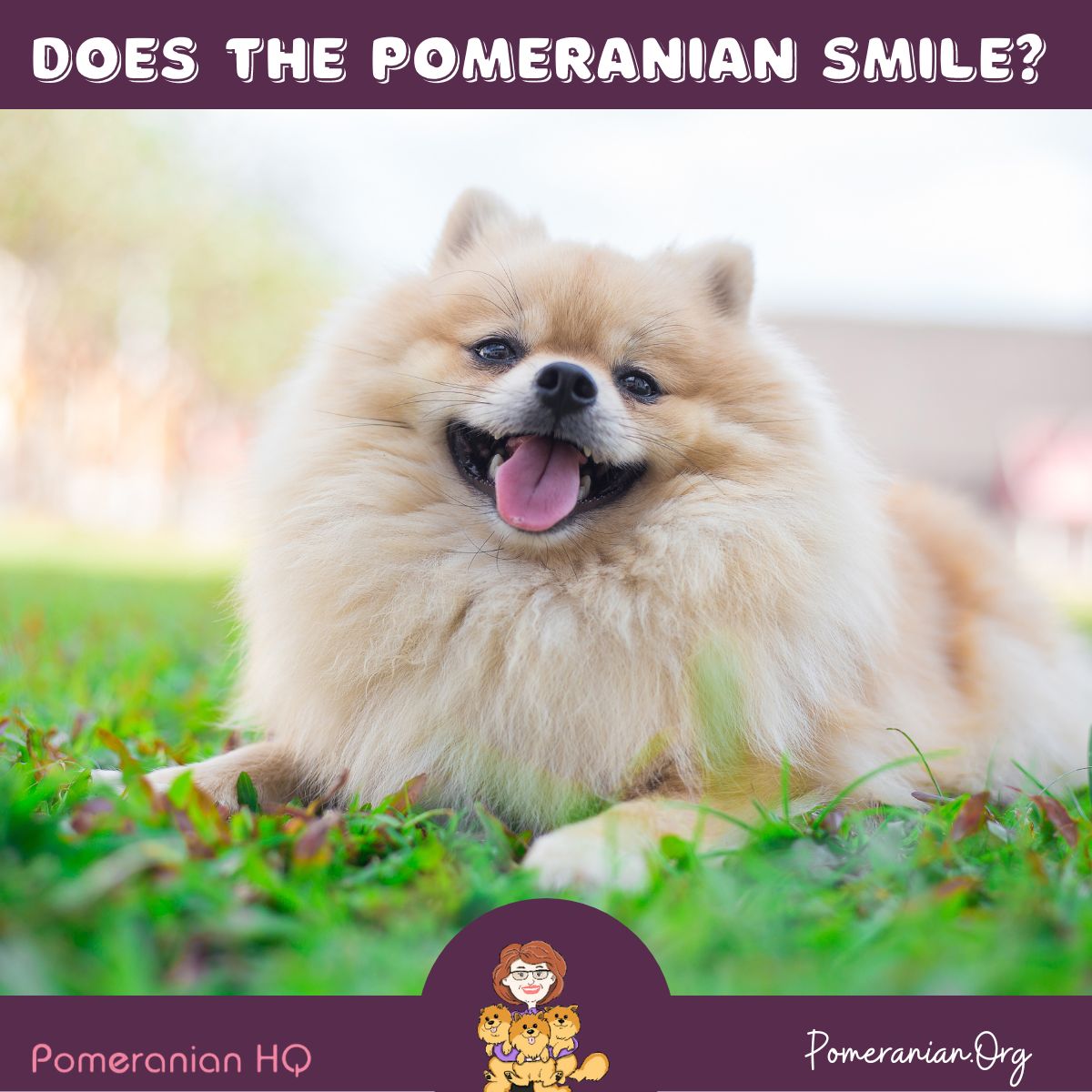 Pomeranian smile