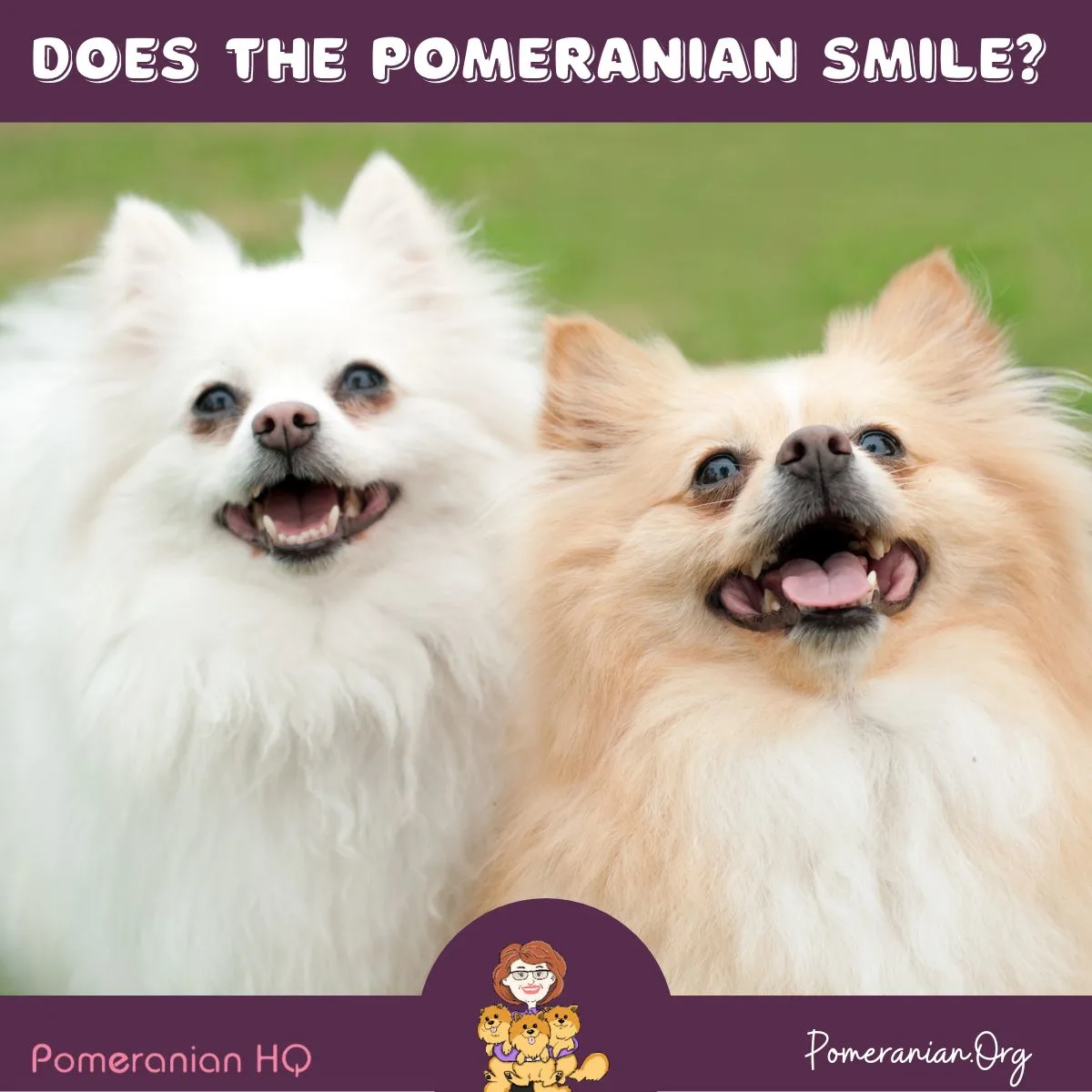 Pomeranians Smiling