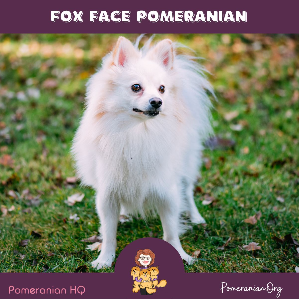 Throwback Pomeranian or Fox Face Pomeranian