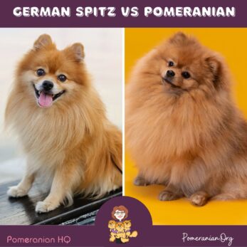 German Spitz vs Pomeranian Differences Explained in Detail