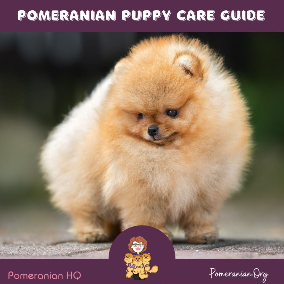 The Complete Pomeranian Puppy Care Guide