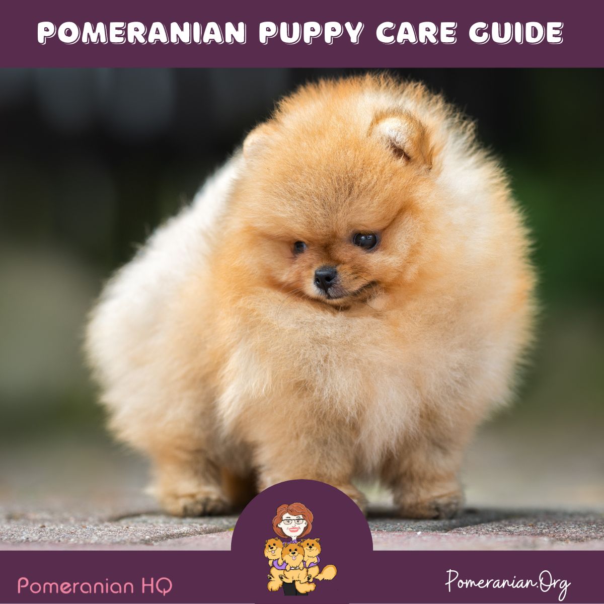 How to hotsell feed pomeranian puppy