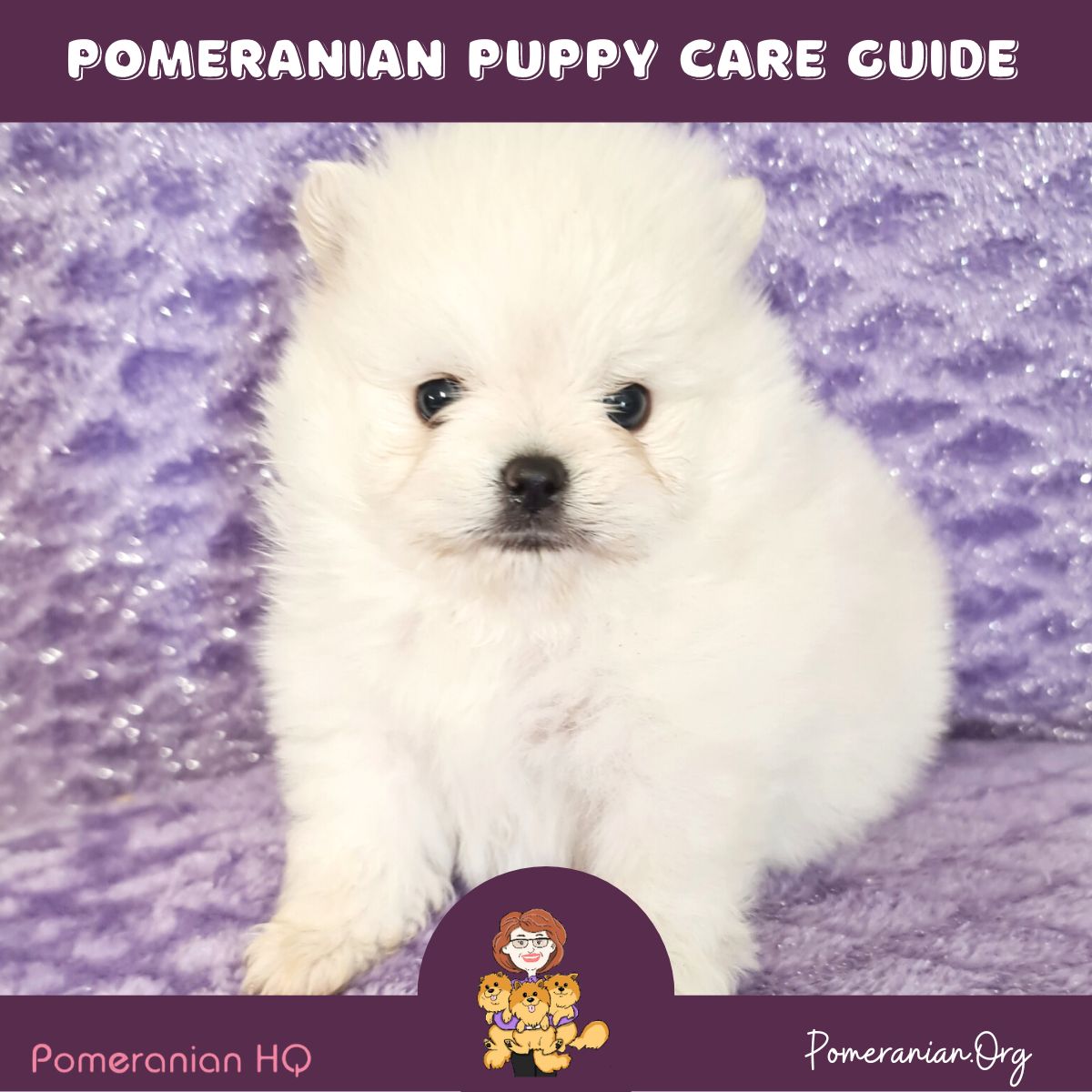 Pomeranian Puppy Care