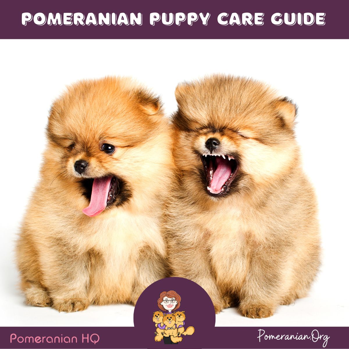 Pomeranian hot sale care guide