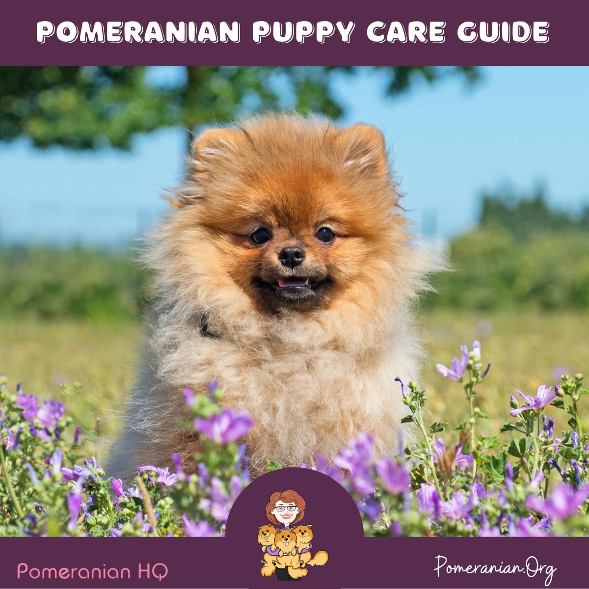 Pomeranian Puppy Care