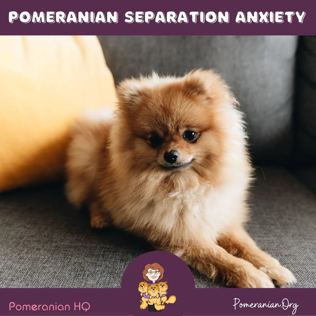 are pomeranians nervous dogs