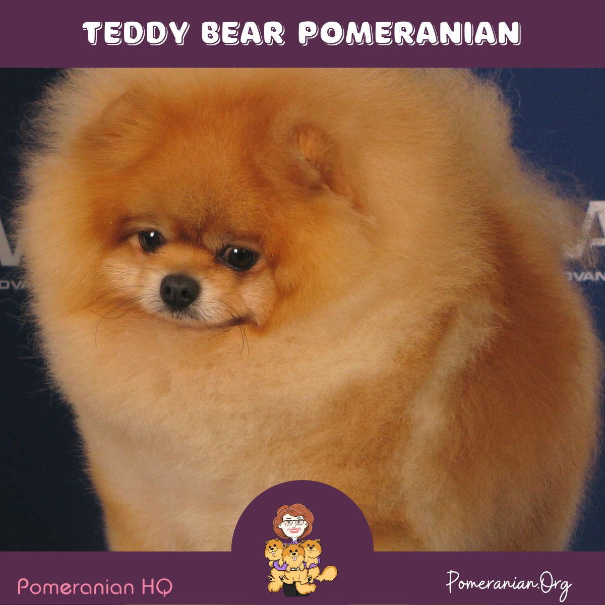 Teddy Bear Pomeranian