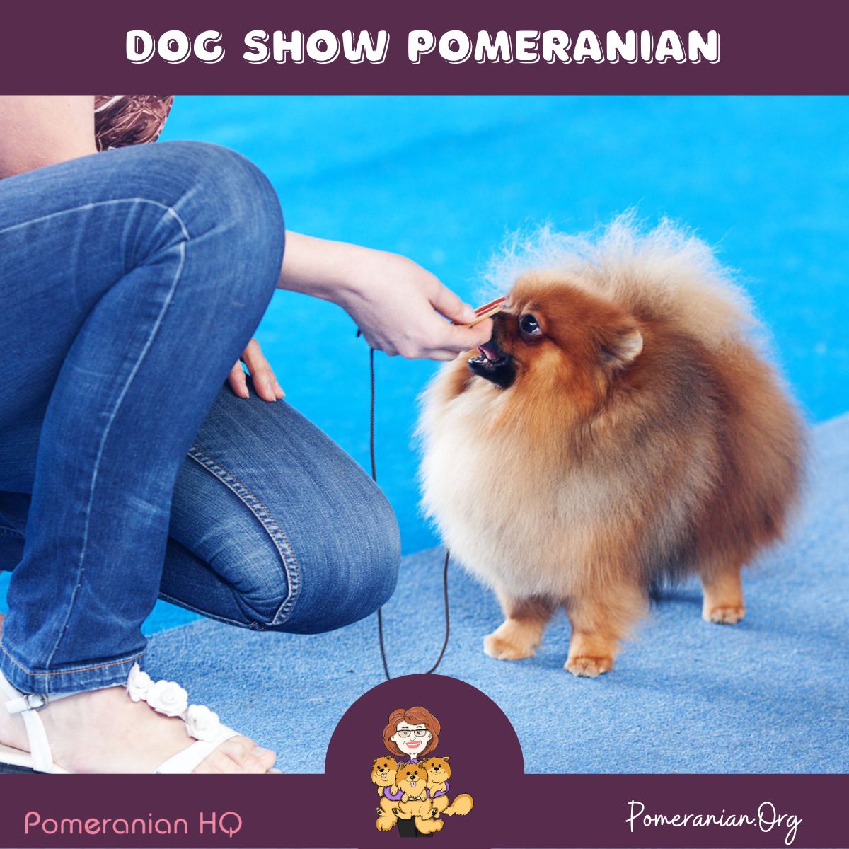 Dog Show Pomeranian