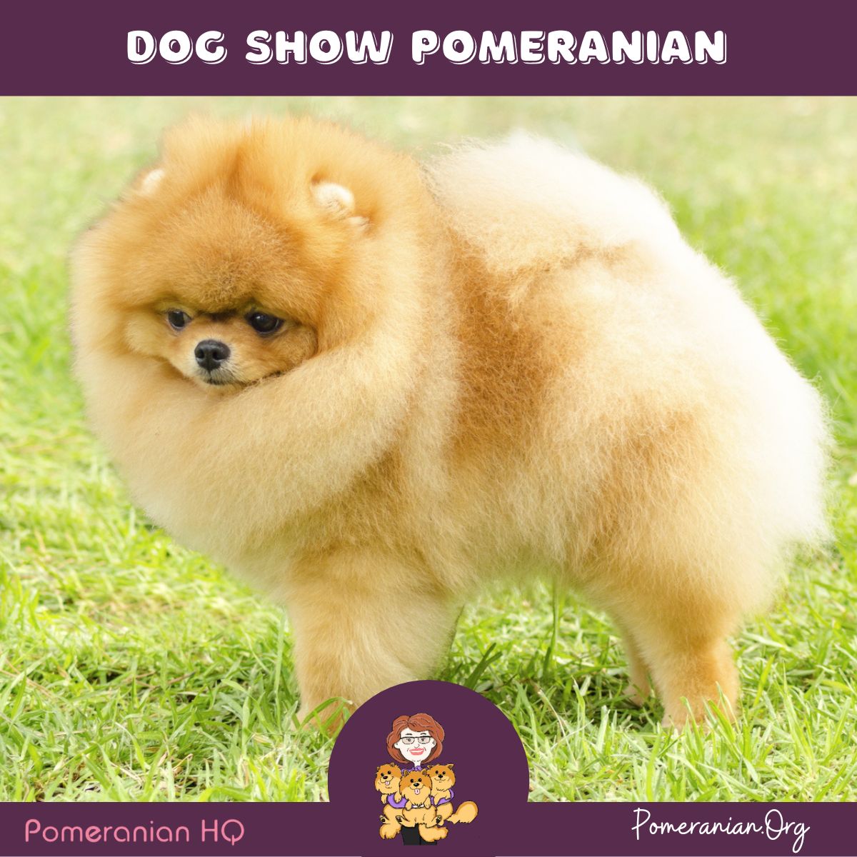 Dog Show Pomeranian