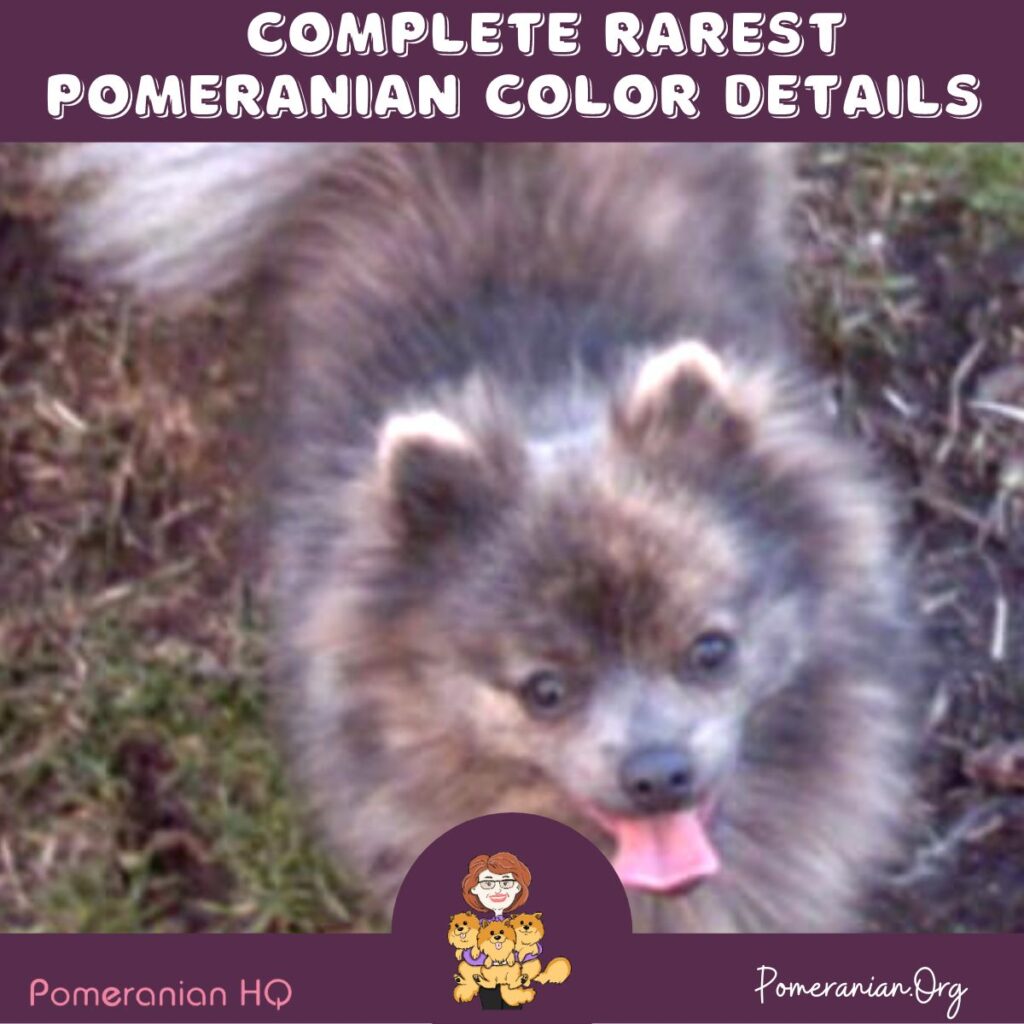 Complete Rare Pomeranian Colors—full Details with Photos.