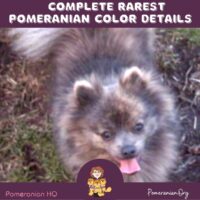 Rarest Pomeranian Color