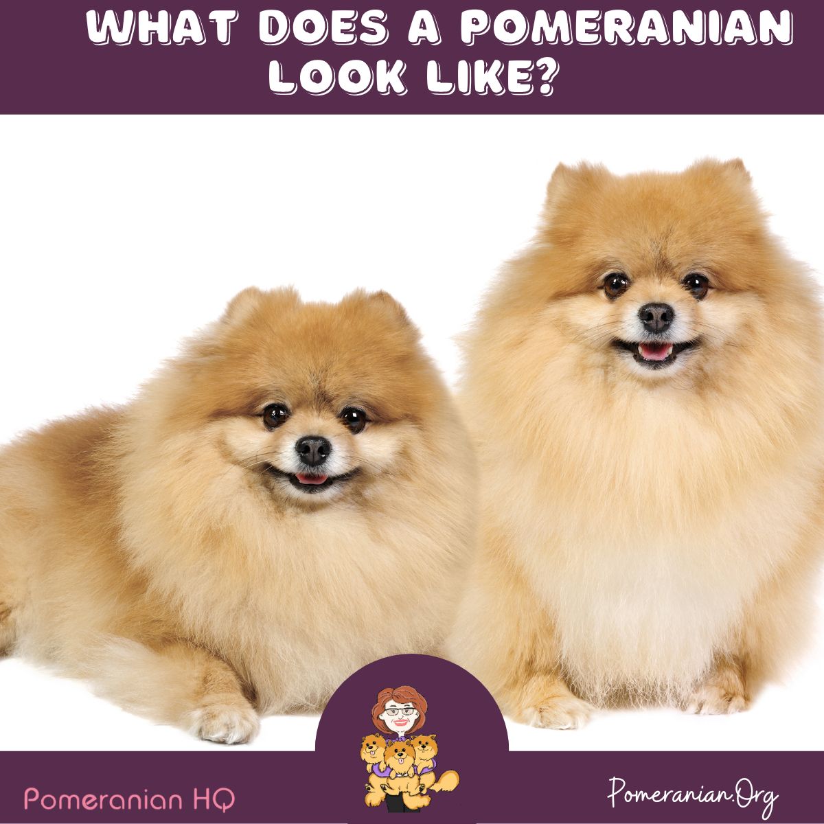 What Does a Pomeranian Look Like?