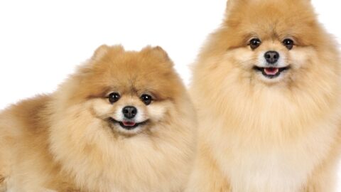 What Does a Pomeranian Look Like?