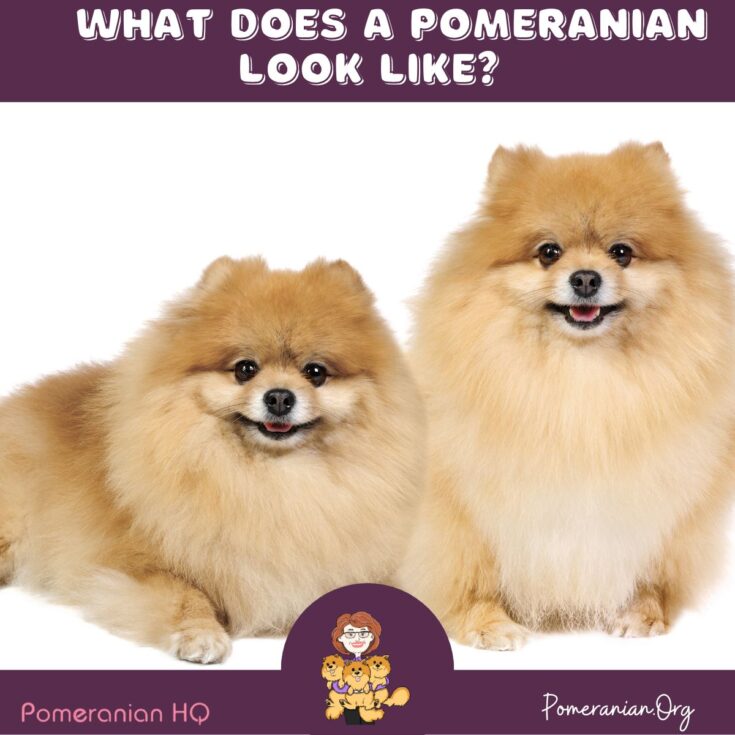 What Foods Can Pomeranians Eat That is Human Food?