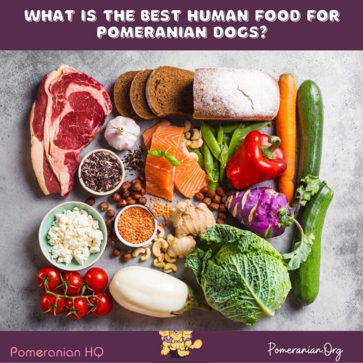 The Best Human Food for Pomeranian Dogs What Foods Can Dogs Eat and