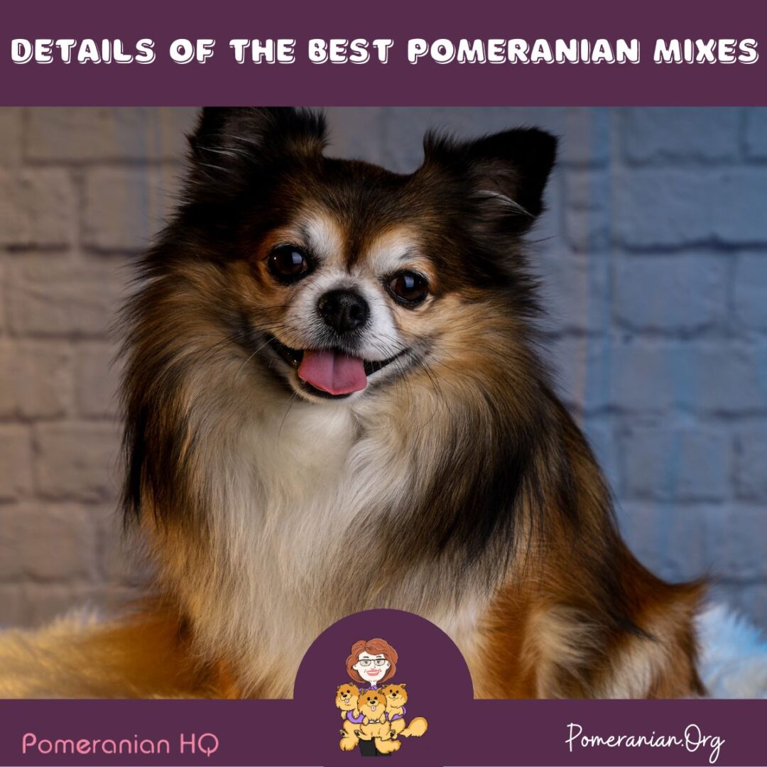 Find Out What Are The Best Pomeranian Mixes Full Details and Photos