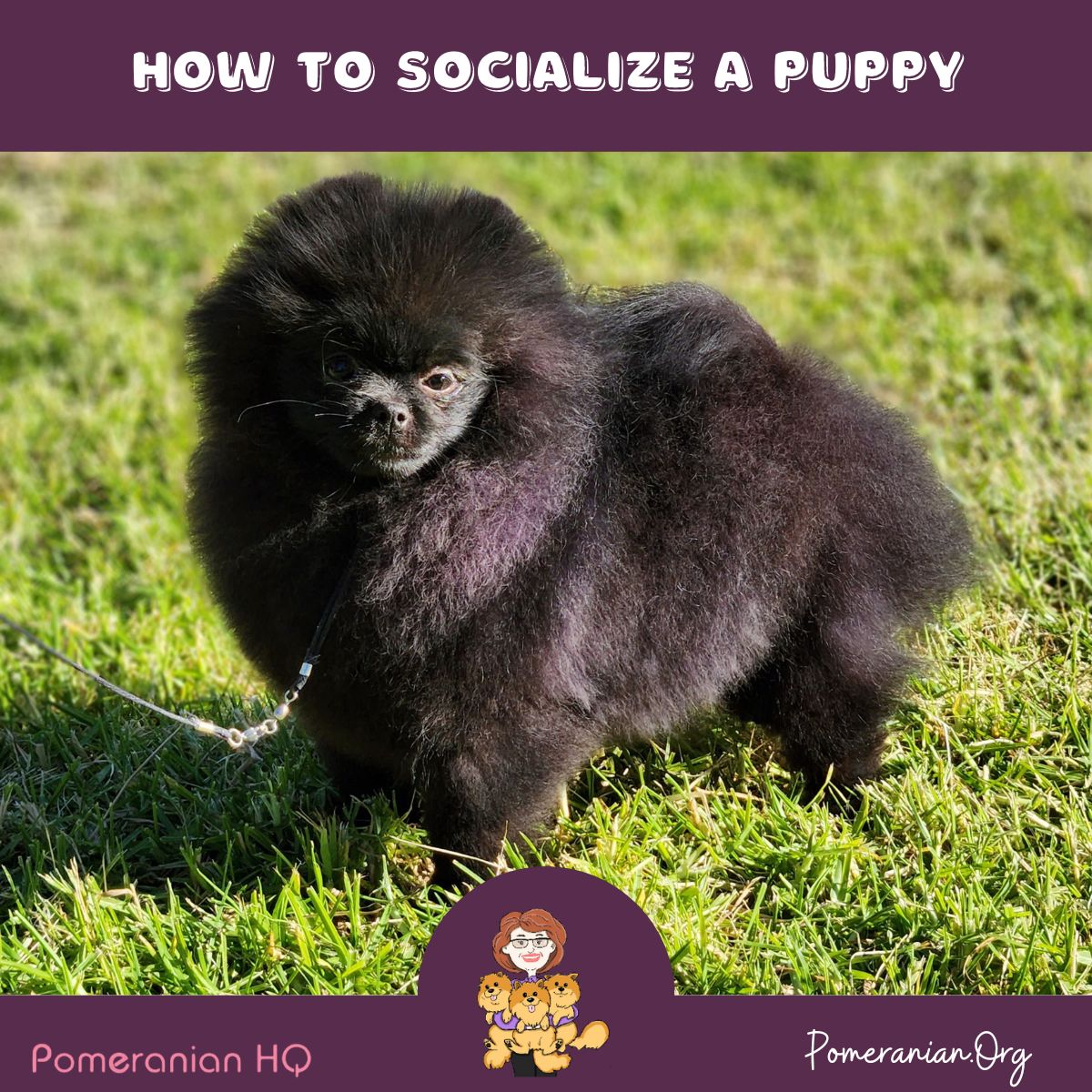 How to Socialize a Puppy