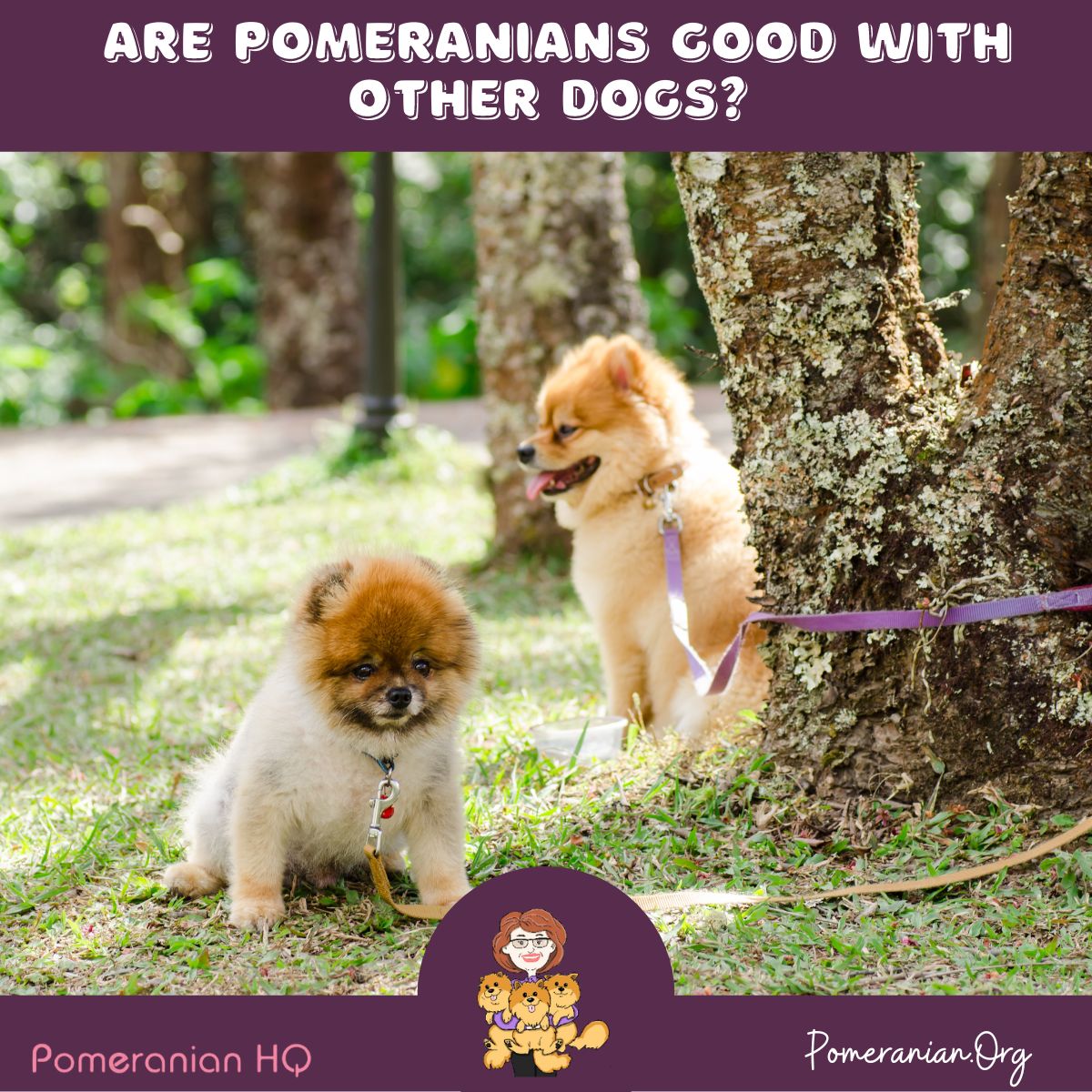 Are Pomeranians Good With Other Dogs?