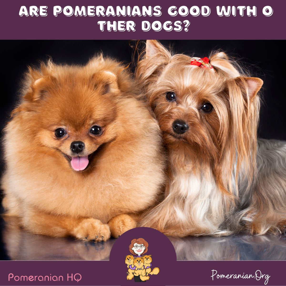 Are Pomeranians Good With Other Dogs?