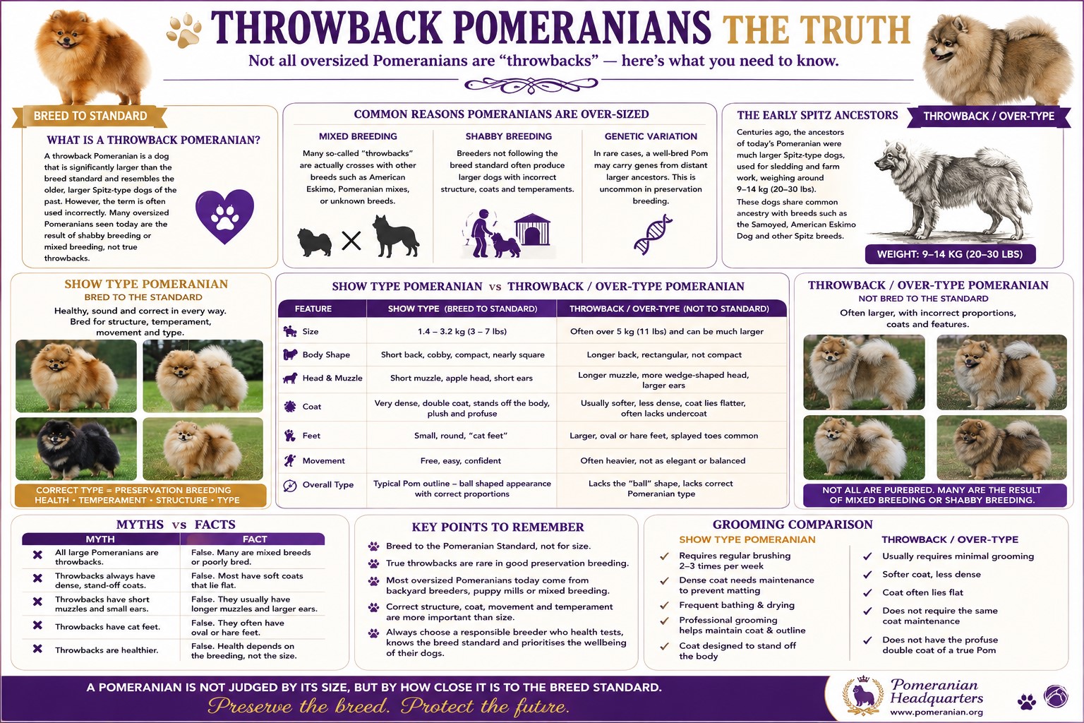 Throwback Pomeranian Information