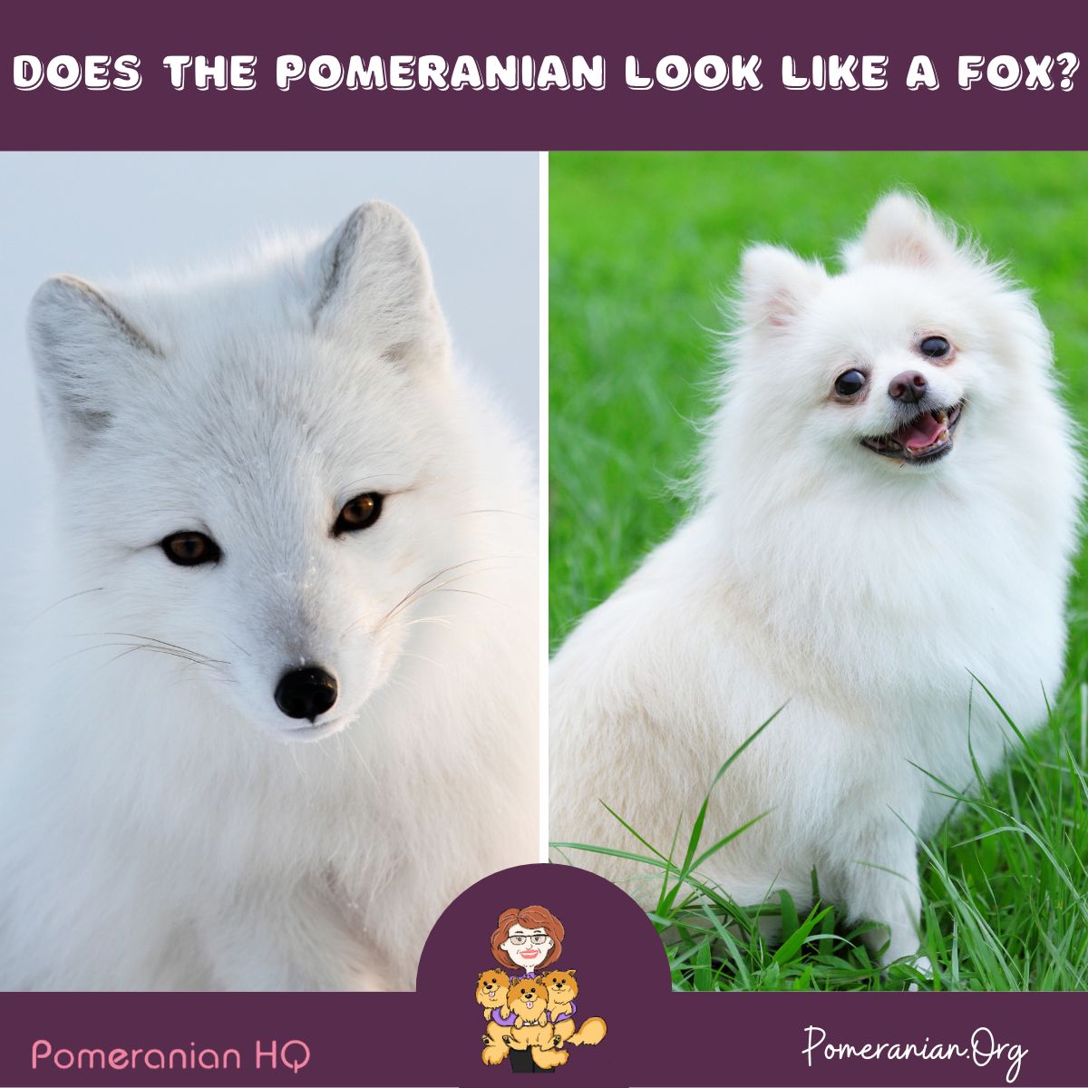 pomeranian fox face