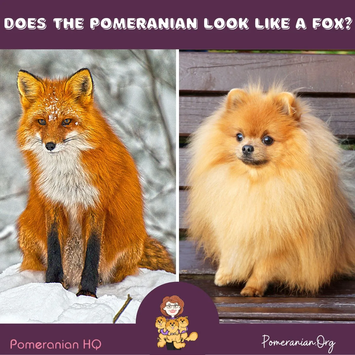Why does my Pomeranian look like a fox?