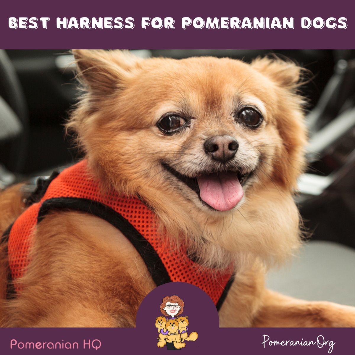 10 Best Harness for Pomeranian Dogs