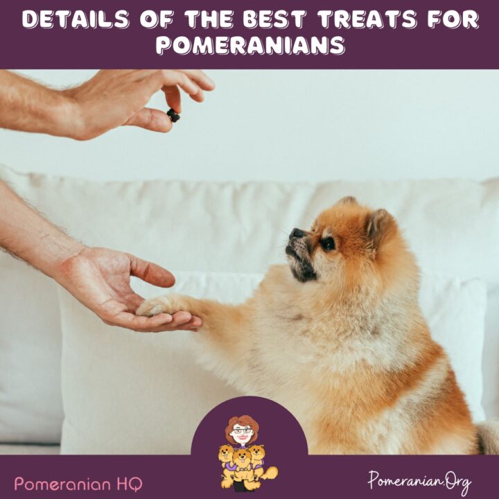 Details of The Best Snacks and Treats for Pomeranians