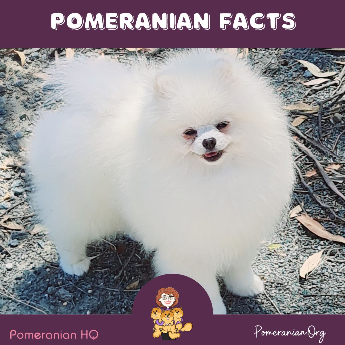 Pomeranian Facts