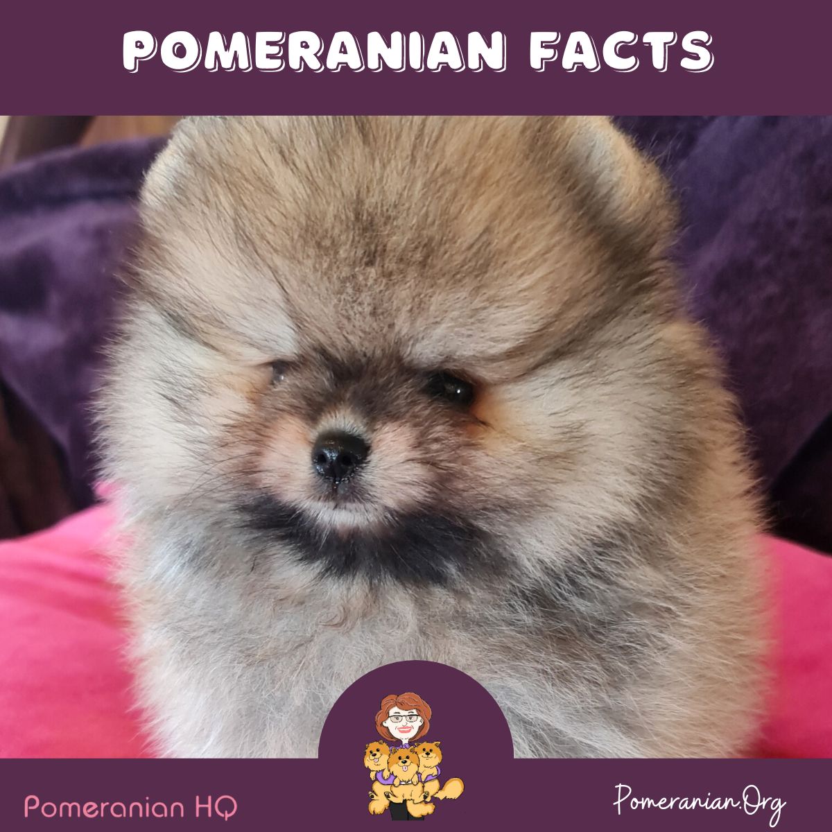 Pomeranian Facts