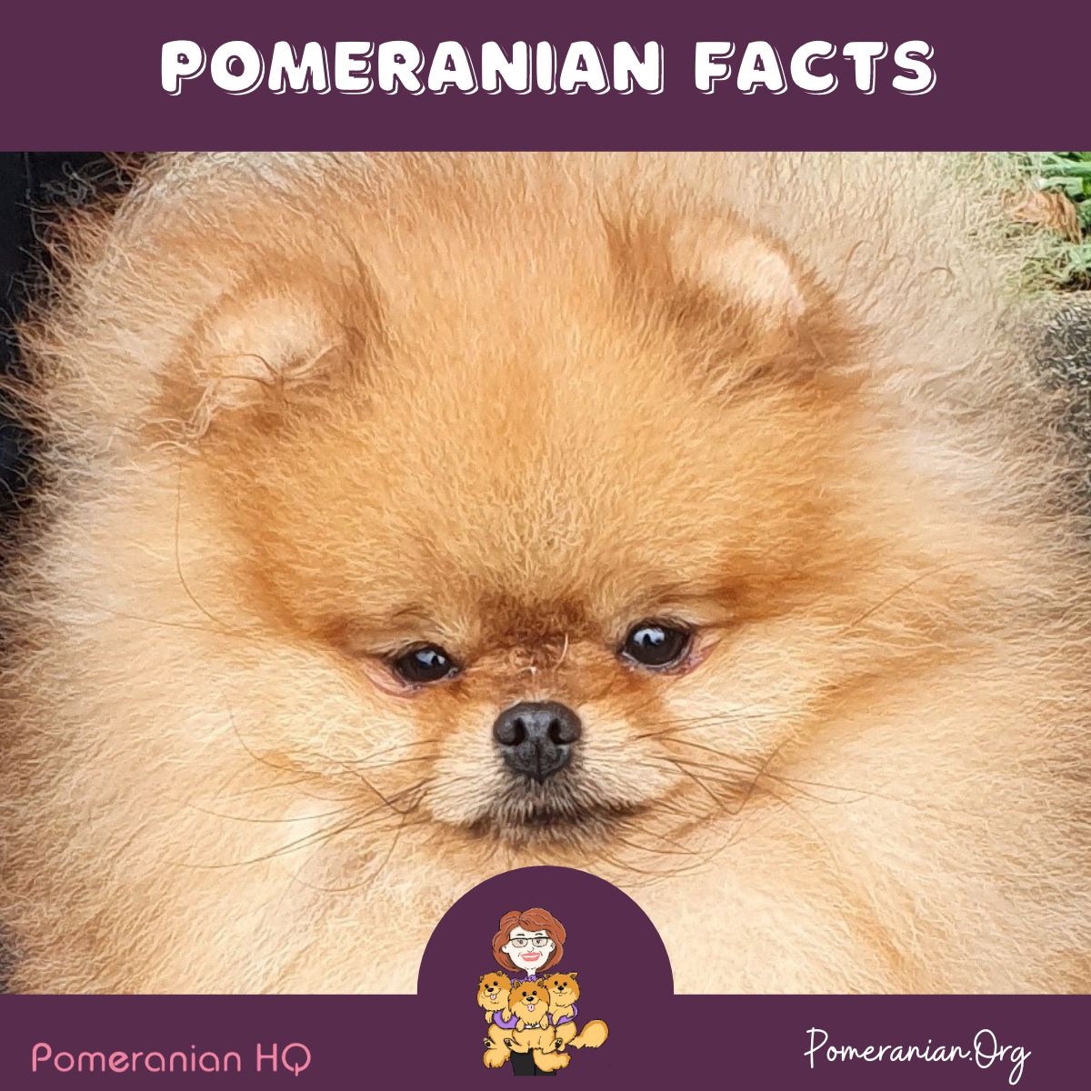 Pomeranian Facts Orange Pomeranian