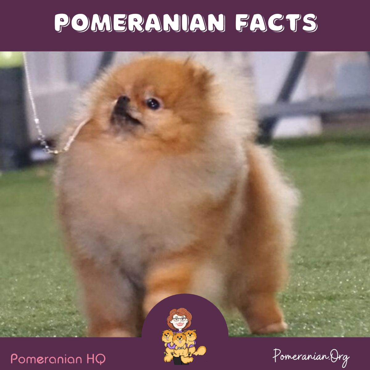 Pomeranian Facts- Orange Pomeranian Puppy